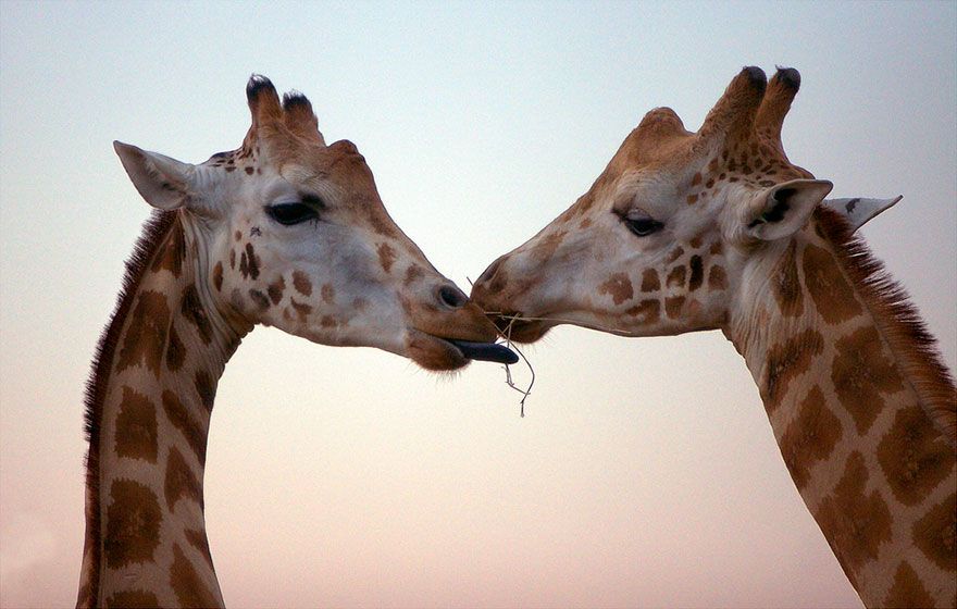 Des girafes qui s'embrassent | So Busy Girls