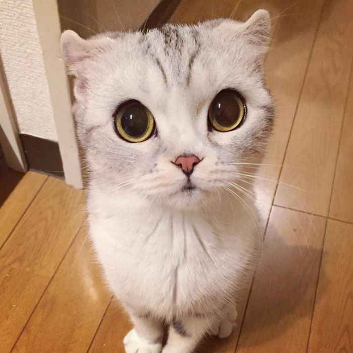 Découvrez Hana, le chat aux grands yeux ronds qui fait fondre le coeur des Instagramers | So Busy Girls