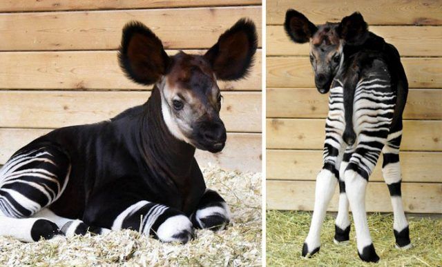 Bébé okapi | So Busy Girls