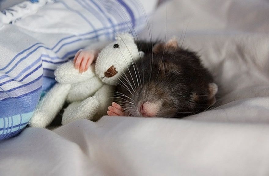 Le rat est un animal autonome | So Busy Girls