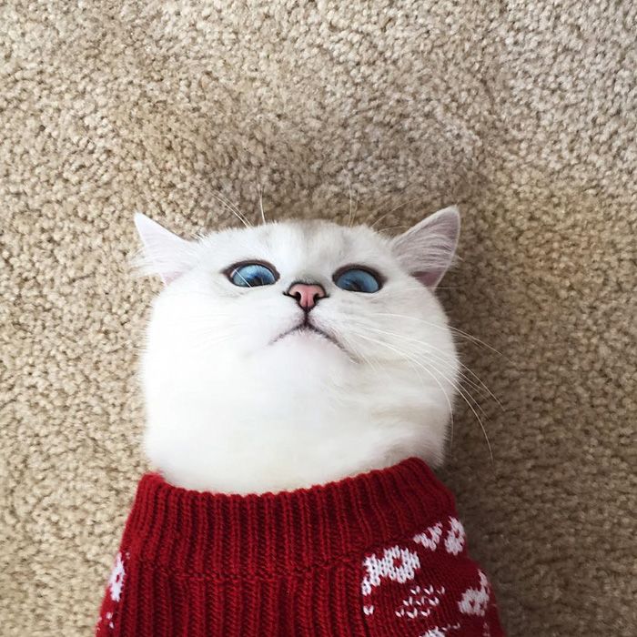 Ce chat a vraiment des yeux sublimes | So Busy Girls