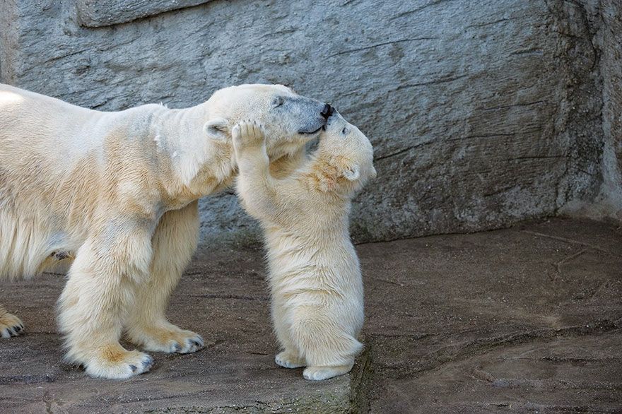 Ces mamans ourses et leur ourson sont vraiment trop mignons ! | So Busy Girls