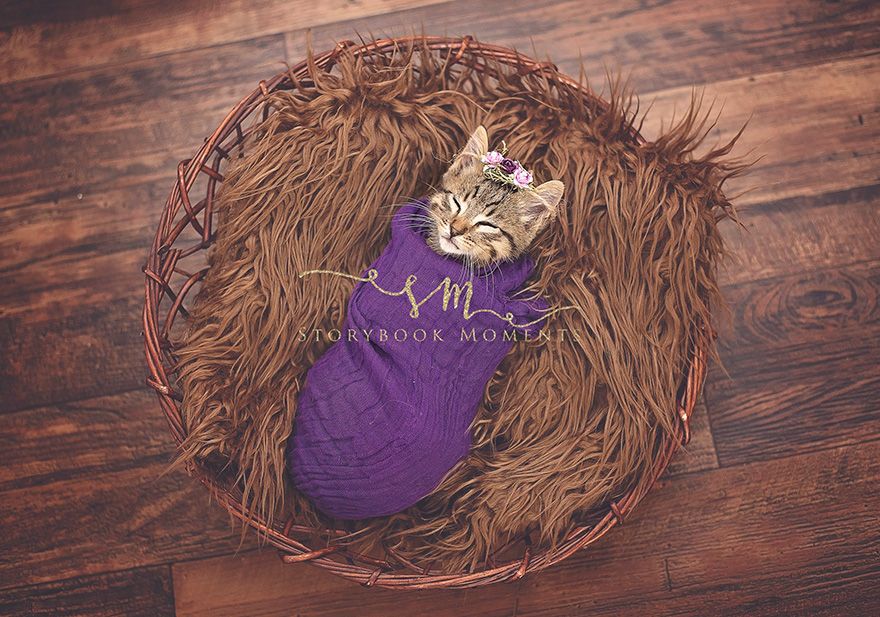 Cette petite fille avait envie d'un shooting photo pour son chaton : voilà le résultat, et c'est adorable ! | So Busy Girls