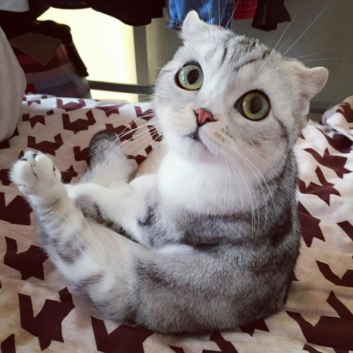 Découvrez Hana, le chat aux grands yeux ronds qui fait fondre le coeur des Instagramers | So Busy Girls