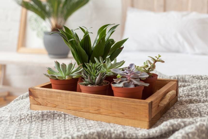 7 plantes à mettre dans sa chambre pour mieux dormir | So Busy Girls