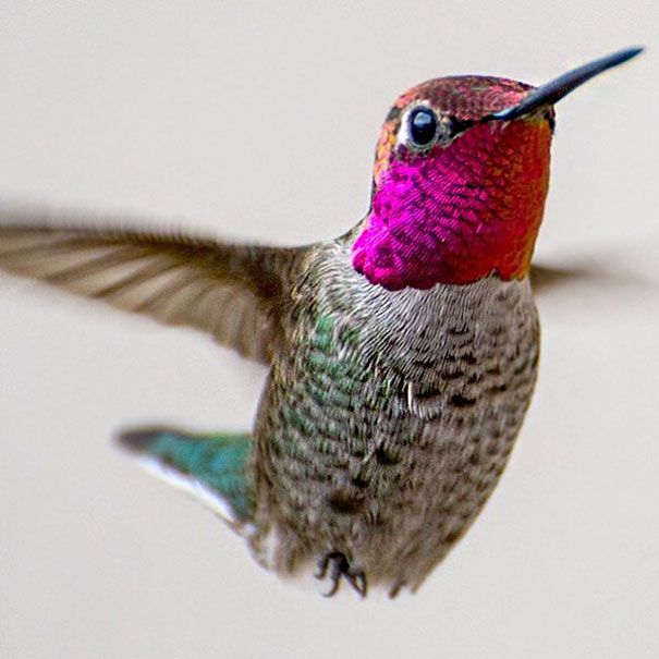 Une amoureuse de la nature capture la beauté des colibris dans son jardin | So Busy Girls