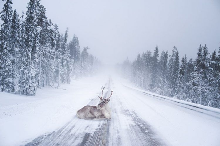 15 photos qui montrent que la Laponie est l’endroit le plus magique pour fêter Noël | So Busy Girls