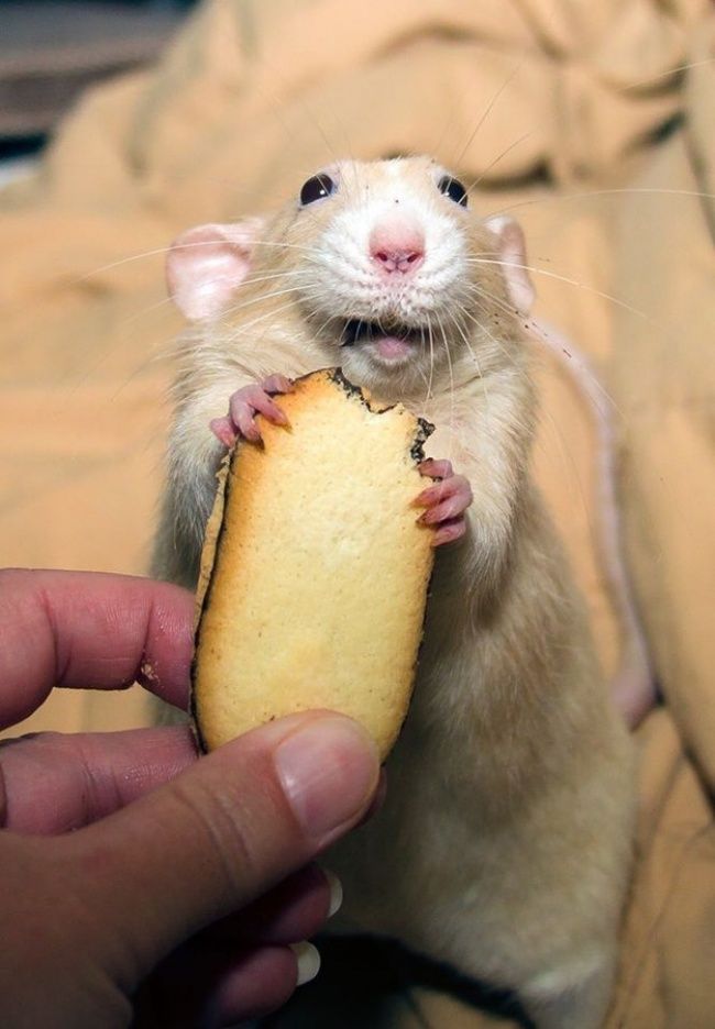 Oh le gourmand ! | So Busy Girls