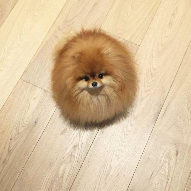 15 animaux tout ronds qui rouleront vers votre coeur illico | So Busy Girls