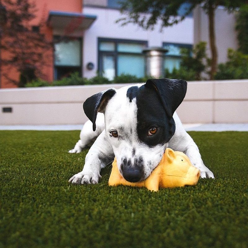 Quelle race de chien pour la famille ? | So Busy Girls