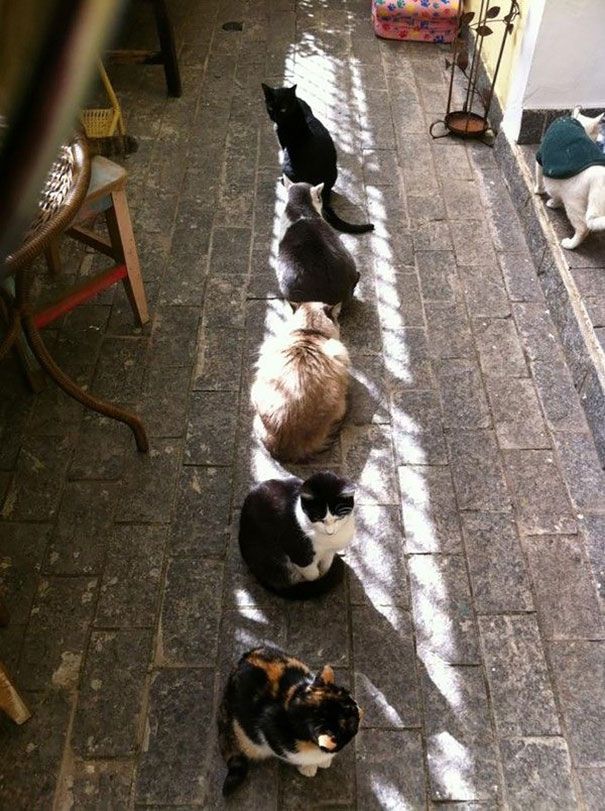 30 chats qui adorent la chaleur | So Busy Girls