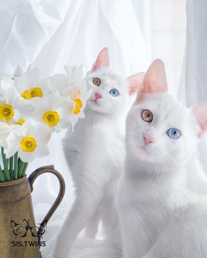 Ces 2 chats blancs aux yeux vairons ont un regard absolument magnifique | So Busy Girls