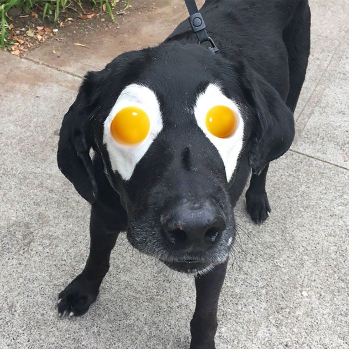 Ce labrador noir atteint de vitiligo devient peu à peu blanc, regardez comment les internautes répondent ! | So Busy Girls