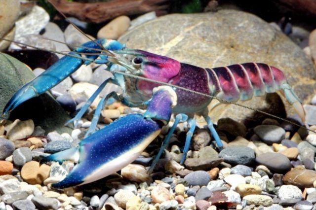 Le Cherax pulcher | So Busy Girls