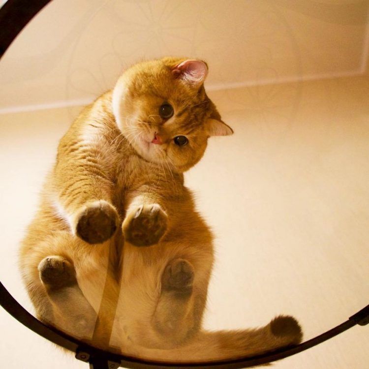 Découvrez Hosico, le Chat botté en chair et en os ! | So Busy Girls