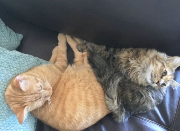 Ces 2 chatons adoptés sont inséparables et ne peuvent pas s'empêcher de le montrer ! | So Busy Girls