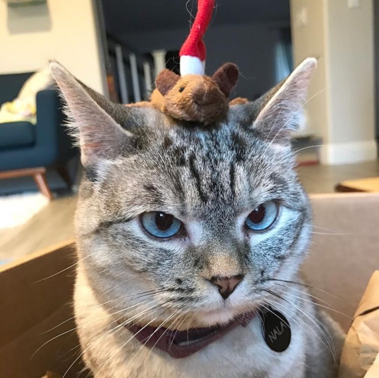 Nala, le chat le plus célèbre d'Instagram, nous fera toujours sourire | So Busy Girls