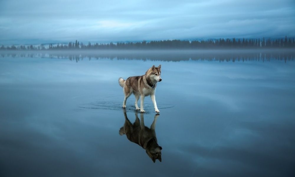 Un husky sur un lac gelé | So Busy Girls