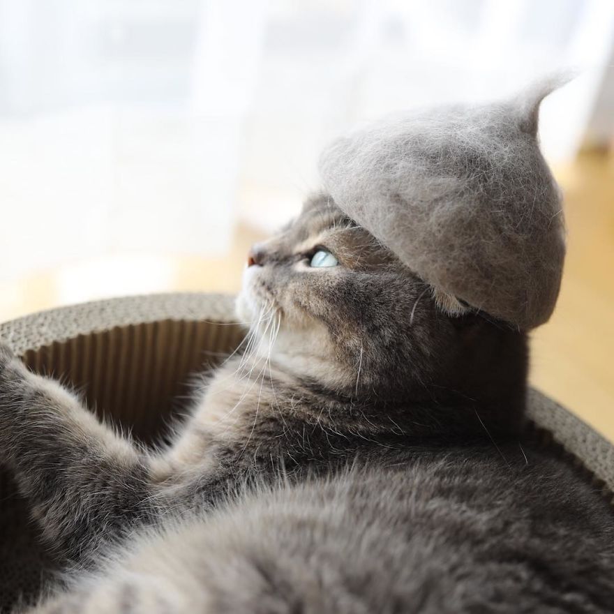 13 chats avec des chapeaux sur la tête faits de leurs propres poils | So Busy Girls