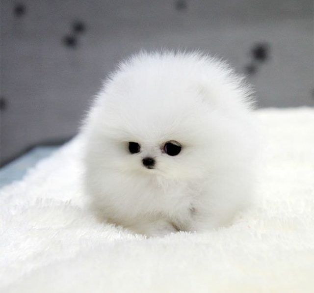 15 animaux tout ronds qui rouleront vers votre coeur illico | So Busy Girls