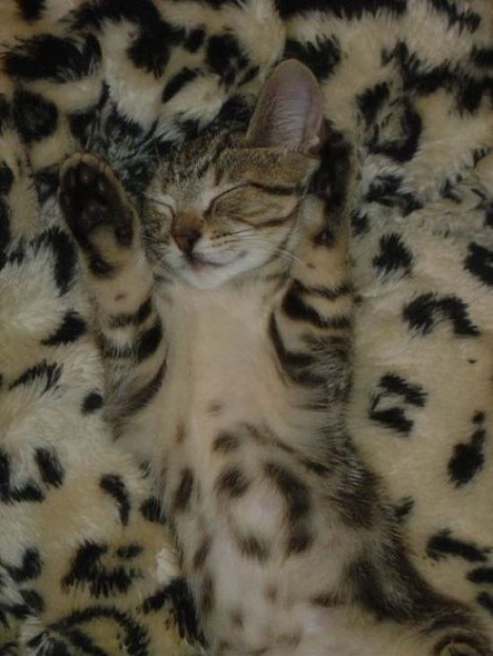 18 animaux persuadés qu’ils sont parfaitement bien cachés | So Busy Girls