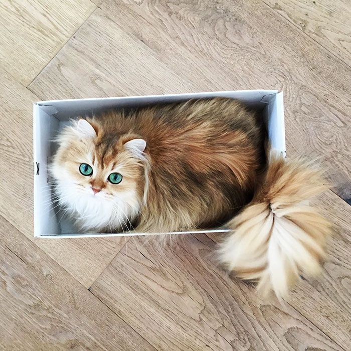 Découvrez Smoothie, le chat le plus photogénique au monde ! | So Busy Girls