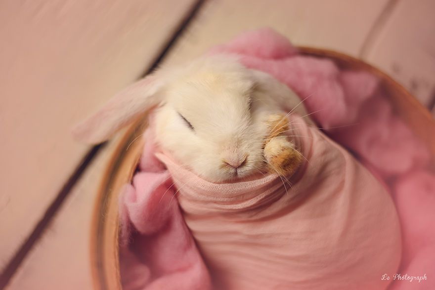Ce bébé lapin est tellement mignon que vous allez avoir envie de lui faire un câlin | So Busy Girls