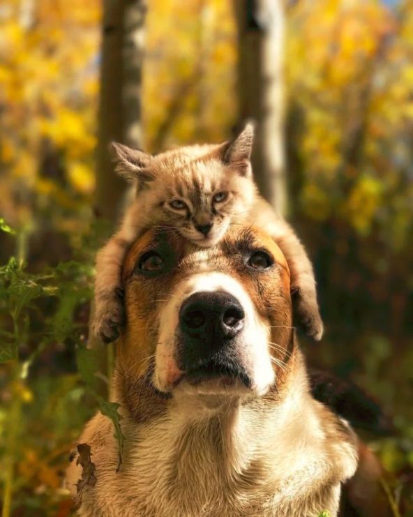 Ce chat et ce chien voyagent partout ensemble, et ils sont vraiment trop mignons | So Busy Girls