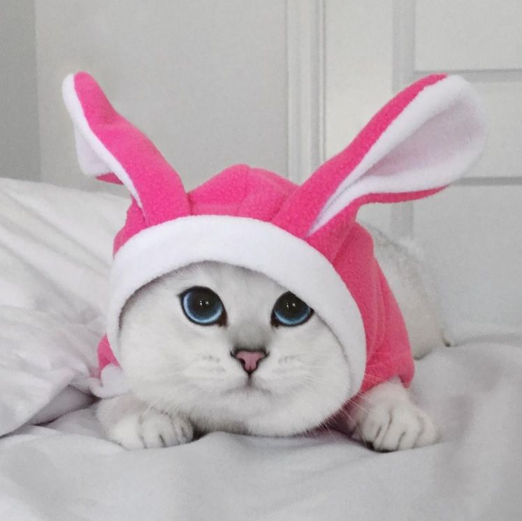 Ce chat a vraiment des yeux sublimes | So Busy Girls
