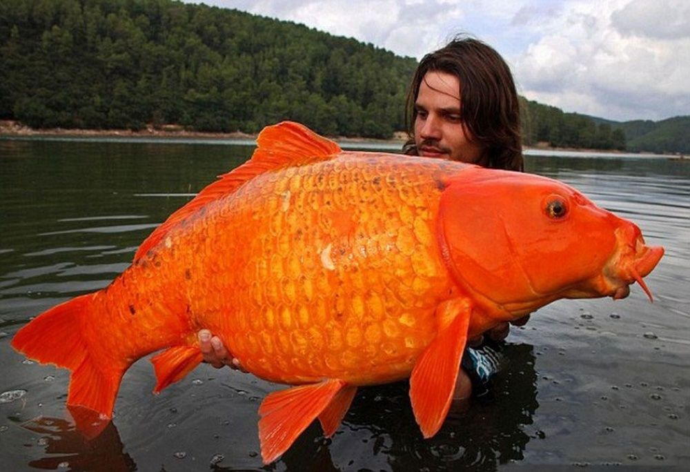 Un homme a pêché cette carpe de 15 kilos dans le sud de la France | So Busy Girls