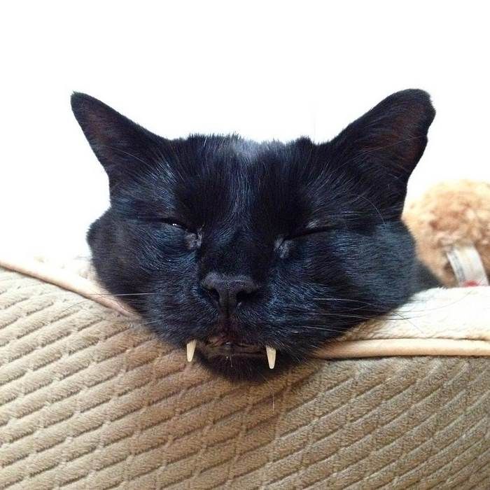 Découvrez Monkey, le chat noir aux vraies dents de vampire ! | So Busy Girls
