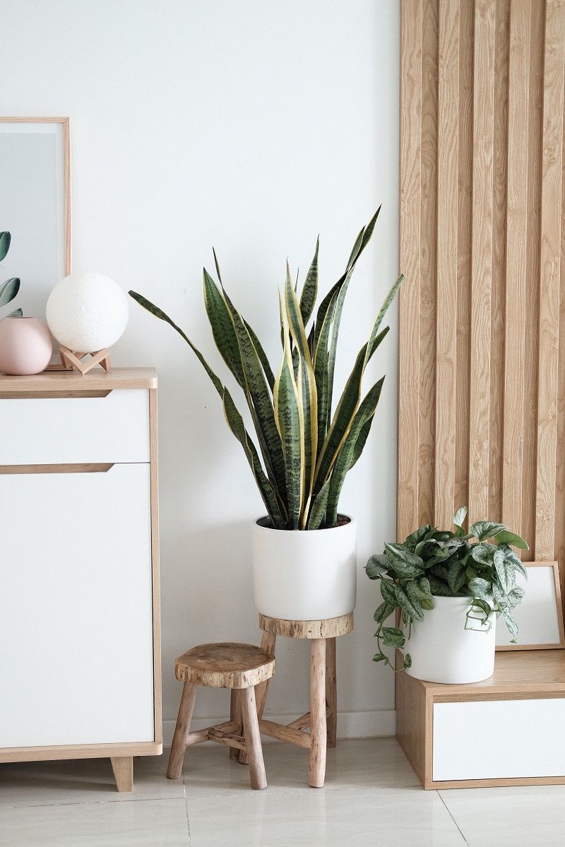 deco-salon-plantes-vertes