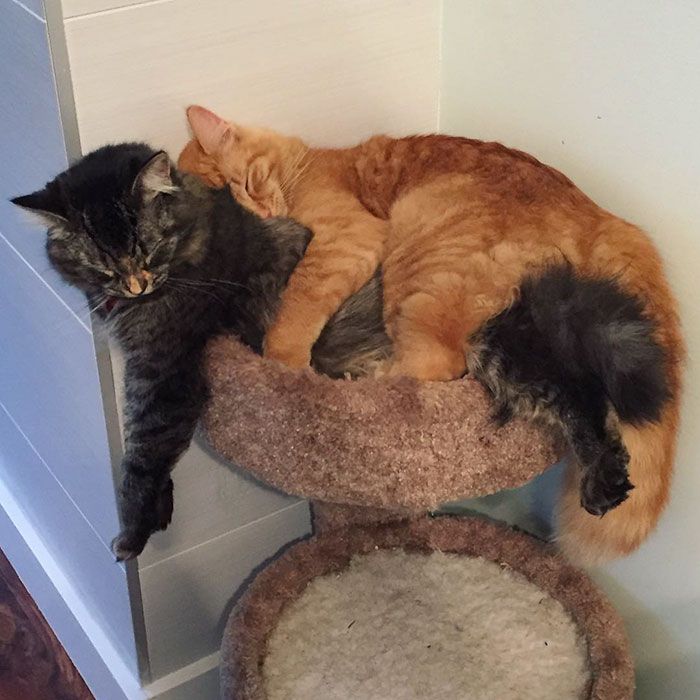 Ces chats sont inséparables : ils continuent à vouloir dormir ensemble même s'ils sont devenus bien trop grand pour leur lit | So Busy Girls