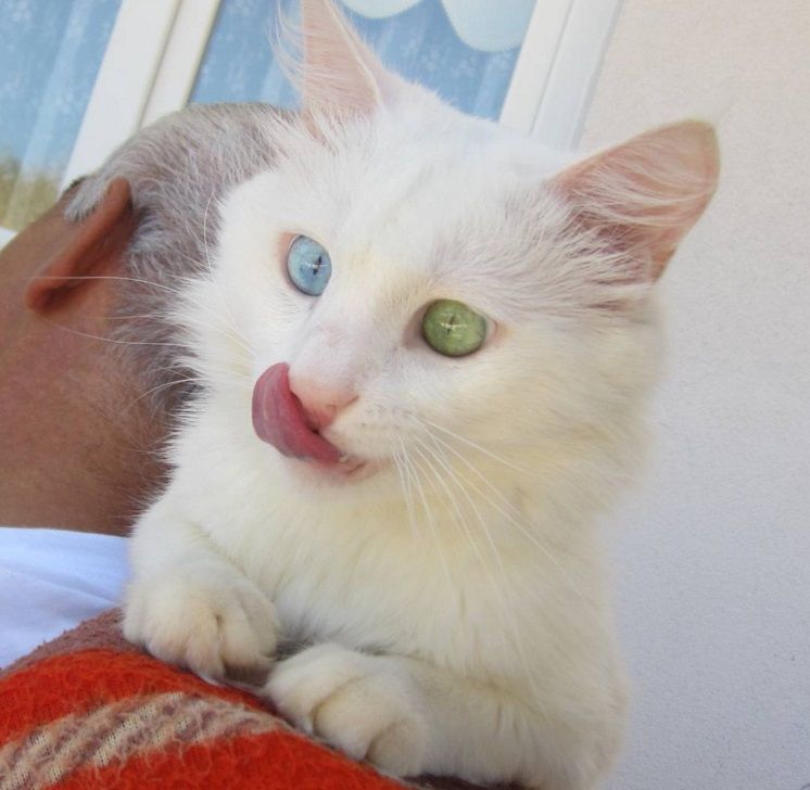 Ce chat blanc aux yeux vairons a vraiment un regard hypnotique et magnifique ! | So Busy Girls