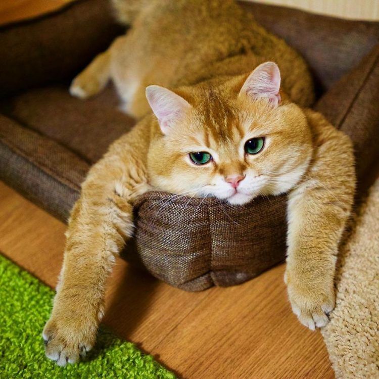 Découvrez Hosico, le Chat botté en chair et en os ! | So Busy Girls