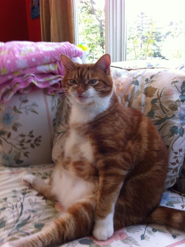 21 photos des plus beaux chats : vous n'allez pas pouvoir leur résister ! | So Busy Girls