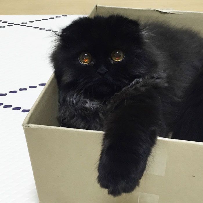 Impossible de ne pas craquer pour Gimo, le chat aux yeux immenses et trop mignons | So Busy Girls