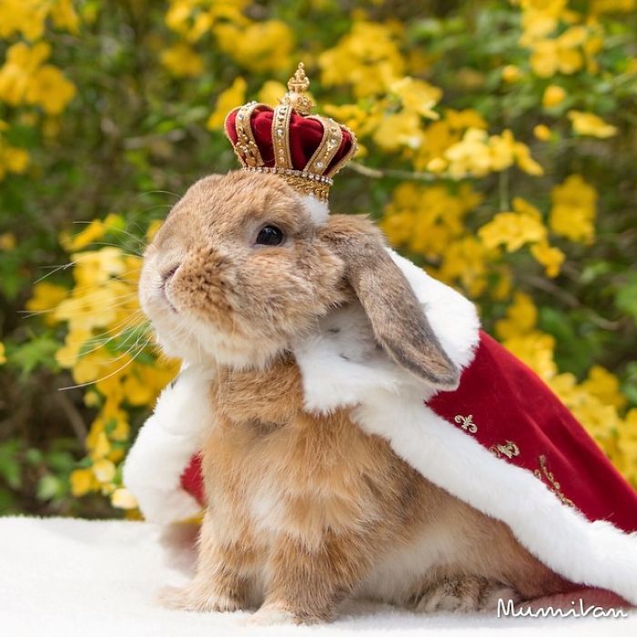 Découvrez PuiPui, le lapin le plus stylé du monde ! | So Busy Girls