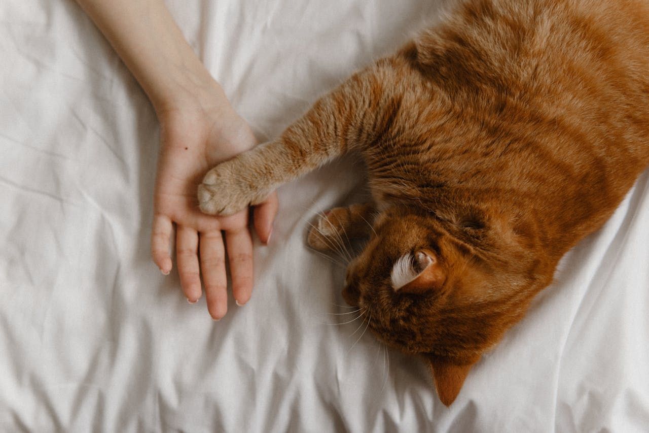 Discuter avec son chat : signification