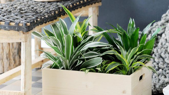 dracaena-plante-d-interieur