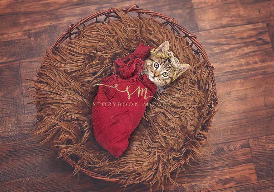 Cette petite fille avait envie d'un shooting photo pour son chaton : voilà le résultat, et c'est adorable ! | So Busy Girls