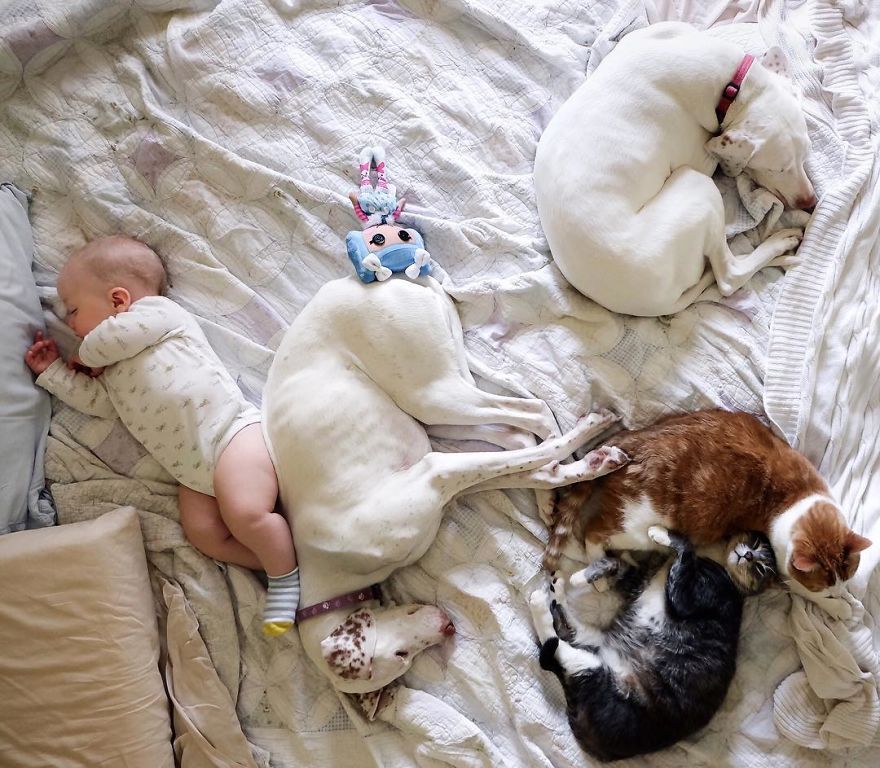 Ce bébé de 8 mois et cette chienne adorent faire la sieste ensemble... et ils sont trop mignons ! | So Busy Girls