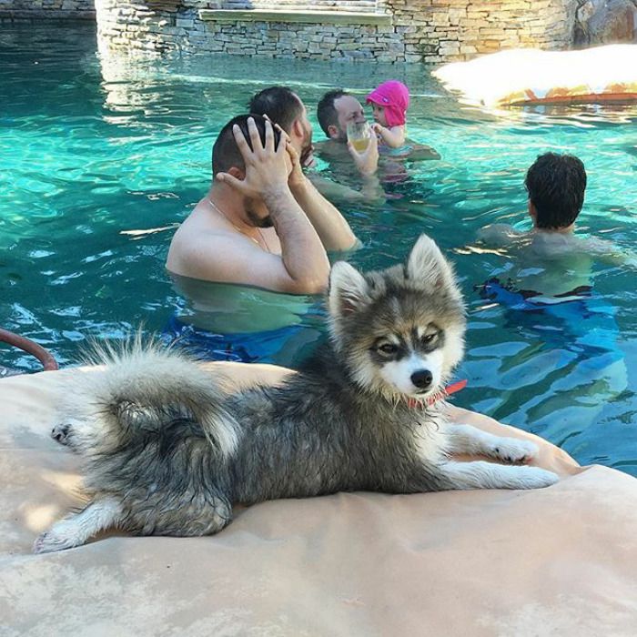 Découvrez Norman, le bébé husky tellement mignon qu'il va vous faire craquer ! | So Busy Girls