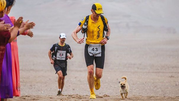 Un petit chien errant rejoint ce marathonien, court 100km avec lui et finit la course avec son nouveau maître ! | So Busy Girls