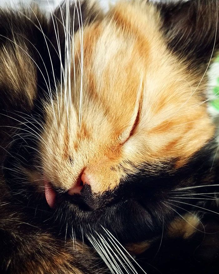 Voici Yana, l'adorable chatte aux deux visages qui va vous faire craquer ! | So Busy Girls