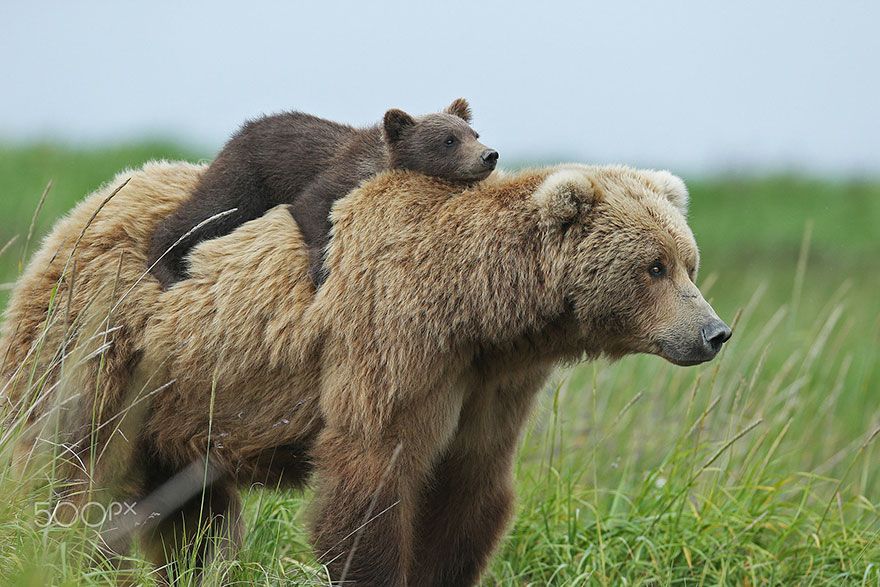 Ces mamans ourses et leur ourson sont vraiment trop mignons ! | So Busy Girls