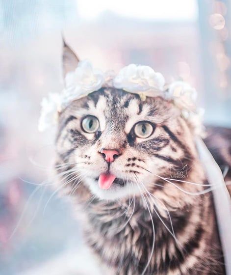 Cette femme prend des photos sublimes de ses chats qui portent des couronnes de fleurs – c'est vraiment trop chou ! | So Busy Girls