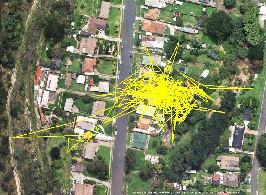 Une puce GPS révèle les aventures que votre chat vit la nuit | So Busy Girls