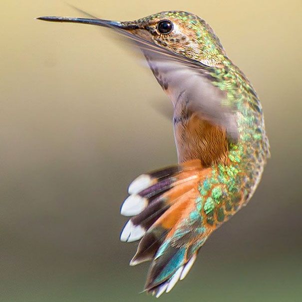 Une amoureuse de la nature capture la beauté des colibris dans son jardin | So Busy Girls