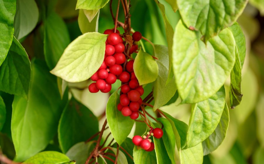 8 plantes adaptogènes pour lutter efficacement contre la fatigue mentale | So Busy Girls